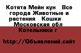 Котята Мейн кун - Все города Животные и растения » Кошки   . Московская обл.,Котельники г.